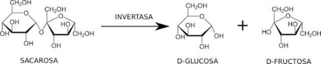 Se descubre la actividad de la invertasa