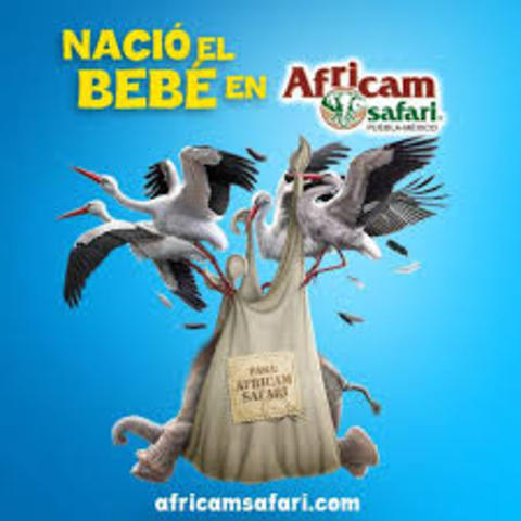 Nacimiento de Elefante