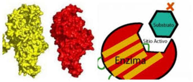 El Congreso Internacional de Bioquímica en Bruselas genera una Comisión de Enzimas