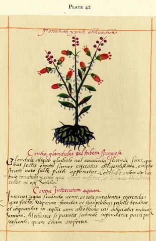 Códice libellus de medicinalibus indorum herbis