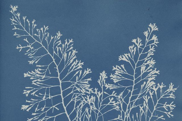 Anna Atkins Creates the First Photographic Book