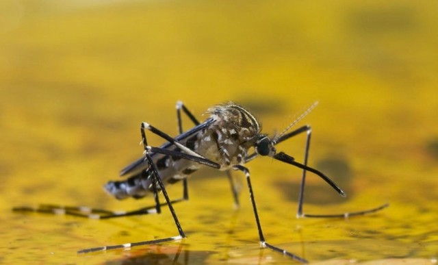 Epidemia de la fiebre amarilla