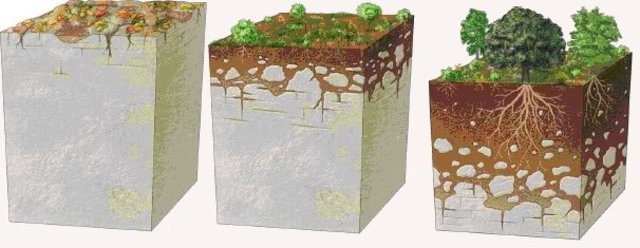 Baldwing, Kellog y Thorp