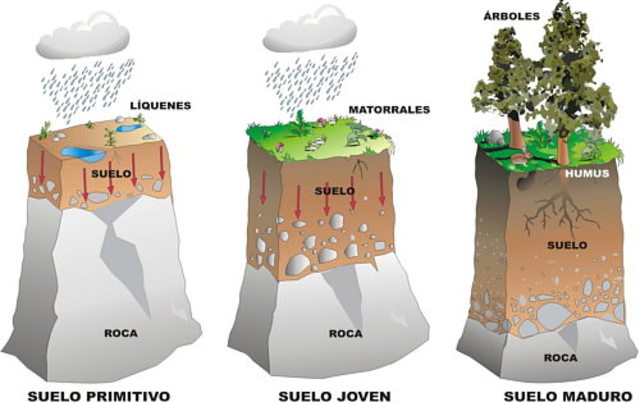 Catón (239-149 a. de C.), Varrón (116-27.),Plinio el Viejo(23-79), Columela (4-70)