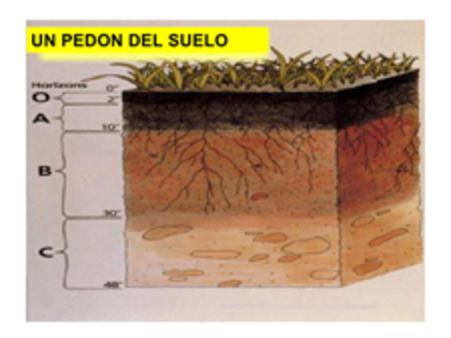 Se comienza a utilizar el término Pedón