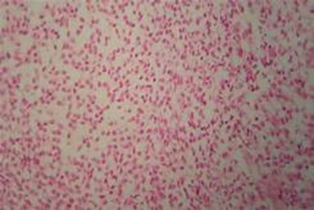 Aparato Digestivo: Las Células Mesenquimatosas