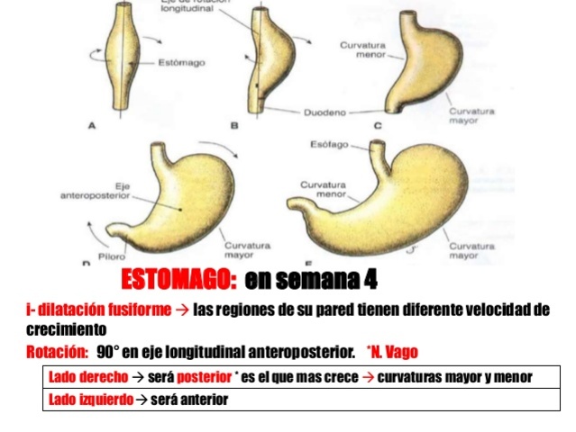 Mitad del la semana 4ª: DESARROLLO DEL ESTOMAGO