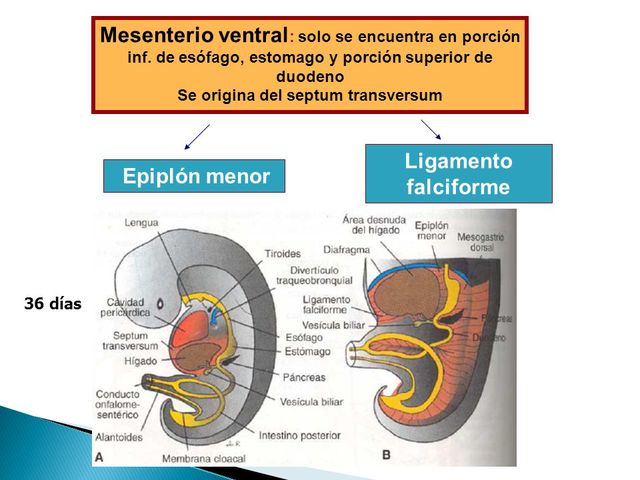 MESENTERIOS DEL ESTOMAGO