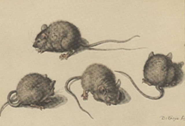 Generació Espontània