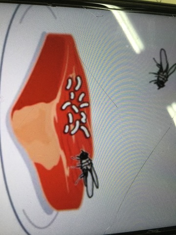 Generació espontània