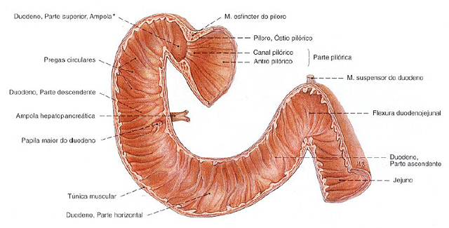 DESARROLLO DE DUODENO: Porción Caudal (Intestino anterior) + Porción craneal (Intestino medio) + Mesenquima esplácnicorelacionado. 4ª Semana