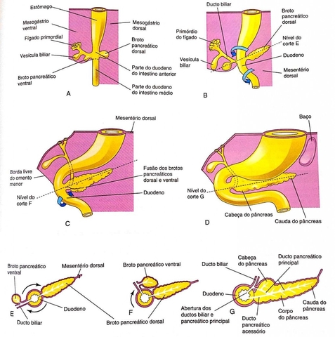 DESARROLLO DEL PANCREAS