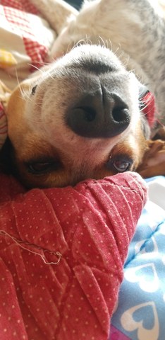 I got my dog, Peanut