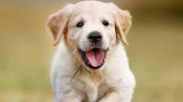 when I adopt m dog Isabel