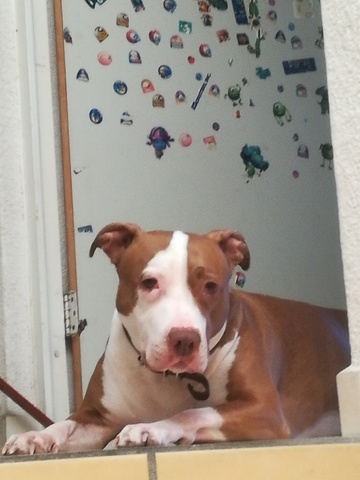 I bought my first dog