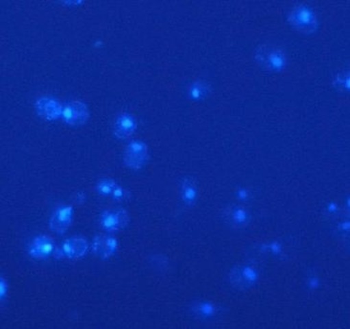 The Starter Wort Ingredients