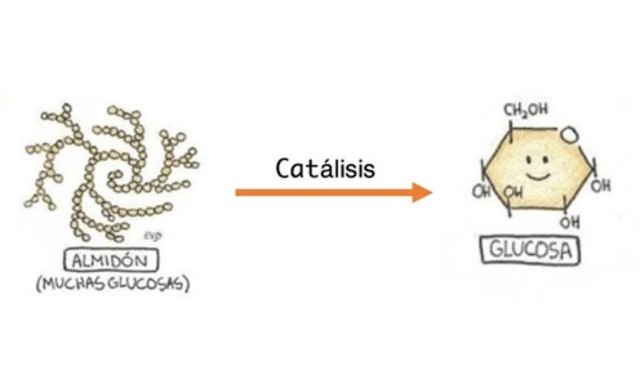 Catálisis