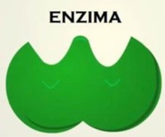 Enzima pura