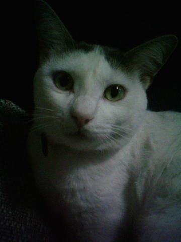 arrival of my first pet