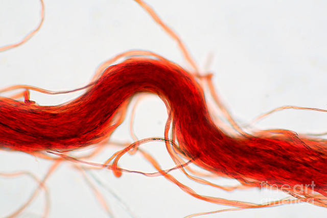 Fibras artificiales - Rayón