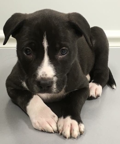 we got a dog that we named angel