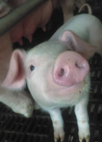 Autosuficiencia alimentaria