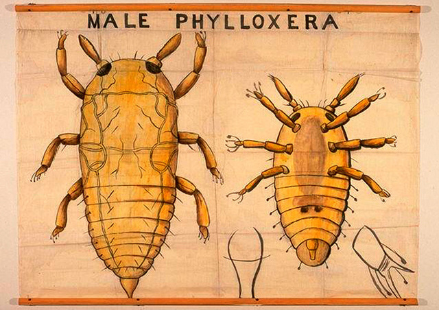 Plaga fil·loxera a França