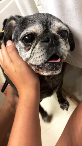 Our oldest dog, Pudge, was put down