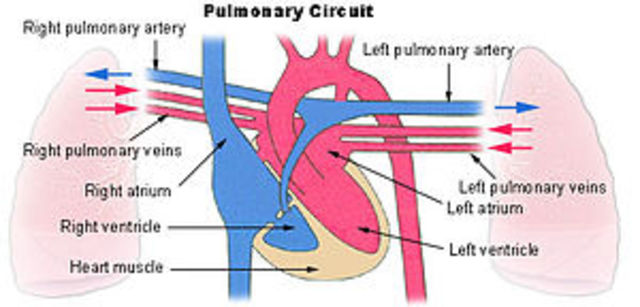 DESCRIPCIÓN DEL SISTEMA CIRCULATIRIO PULMANAR