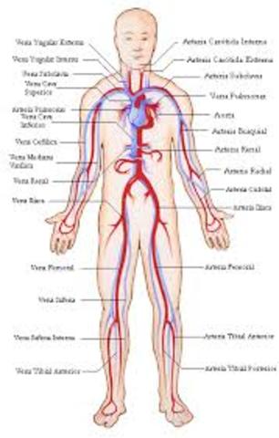 CIRCULACIÓN DE LA SANGRE