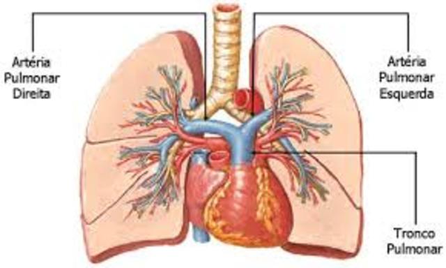 Descripción del sistema circulatorio pulmonar