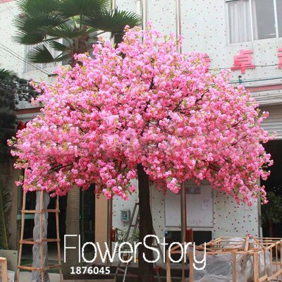 Timeline: דובדבן יפני