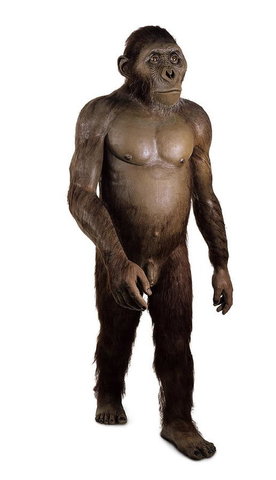 Australopithecus