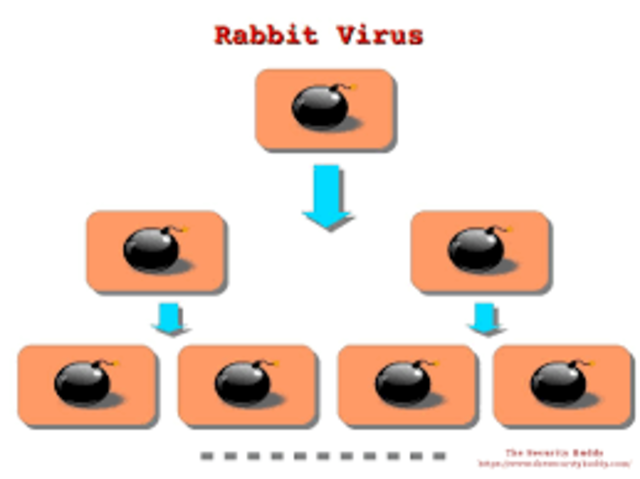 Virus Rabbit