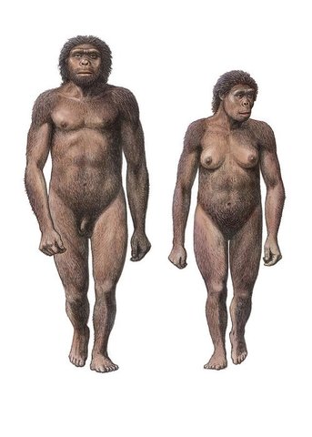 Homo Habilis