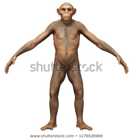 Homo Erectus