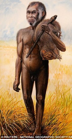 Homo Habilus