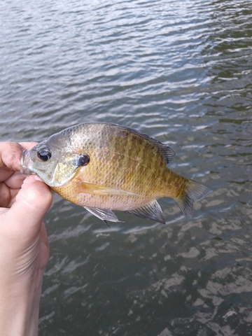 new pet bluegill