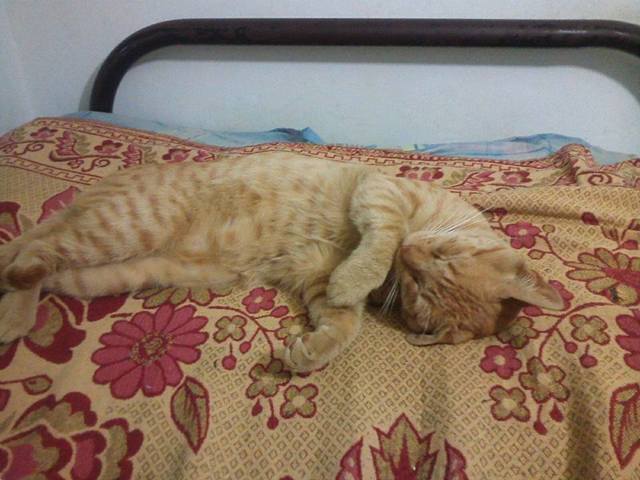 LA MASCOTA DE REGALO