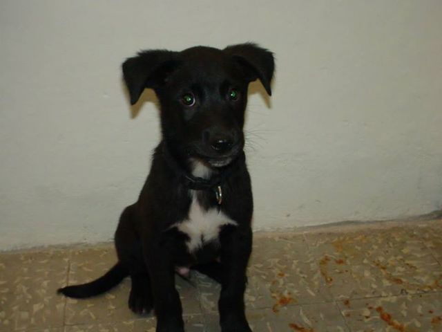 Nacimiento de mi bebé (perruno)