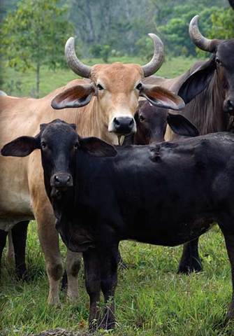 Apertura de la ganadería en las selvas húmedas y subhúmedas del sureste mexicano