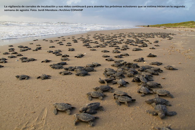 Santuario Playa de Rancho Nuevo