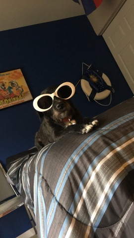 I got my dog. (Bauer)