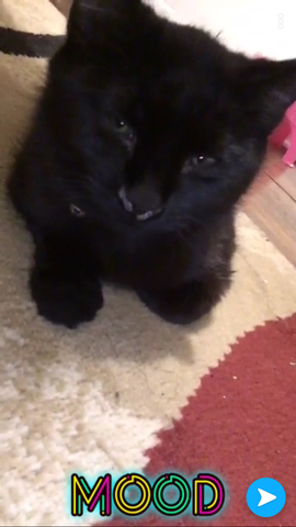 The day I got my kitten