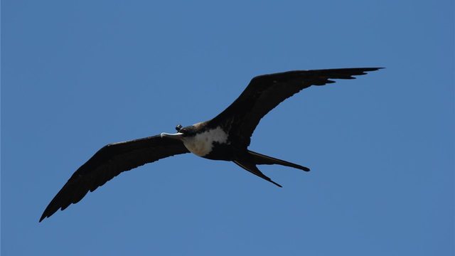 EL ORIGEN DE LA PALABRA "AVION"