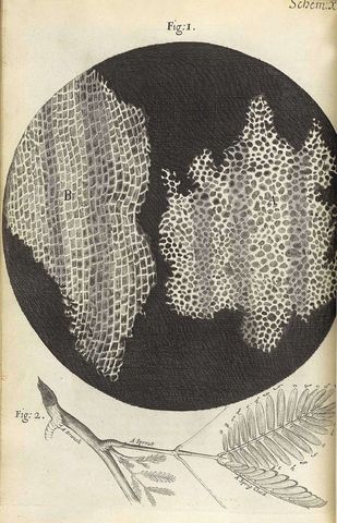 PRIMERAS VISUALIZACIONES DE MICROORGANISMOS