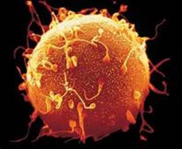 PRIMEROS DESCUBRIMIENTOS FISIOLOGIA EN MAMIFEROS