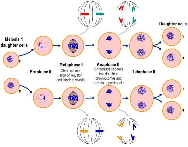 MEIOSIS