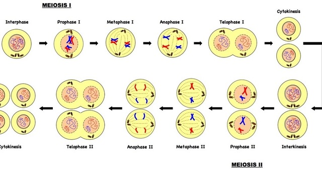 AVANCES OBSERVACIÓN MEIOSIS