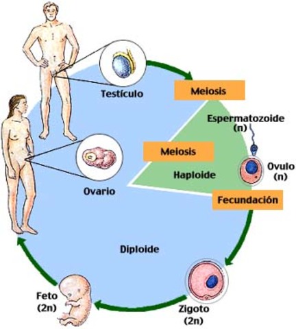 PROFUNDIZACIÓN ESTUDIOS  SOBRE  LA MEIOSIS
